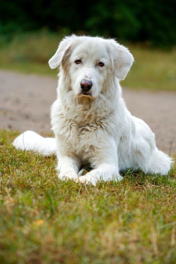 Kuvasz