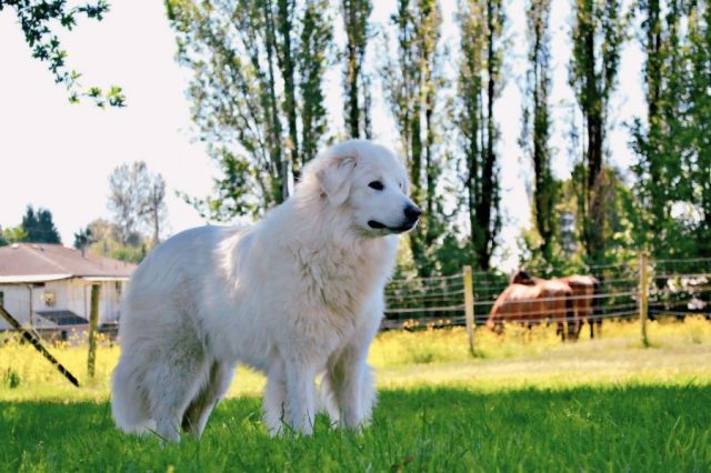 Maremma Abruzzenherder