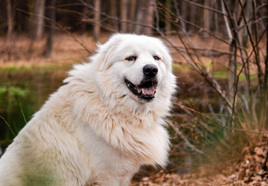 Pyreneese Berghond
