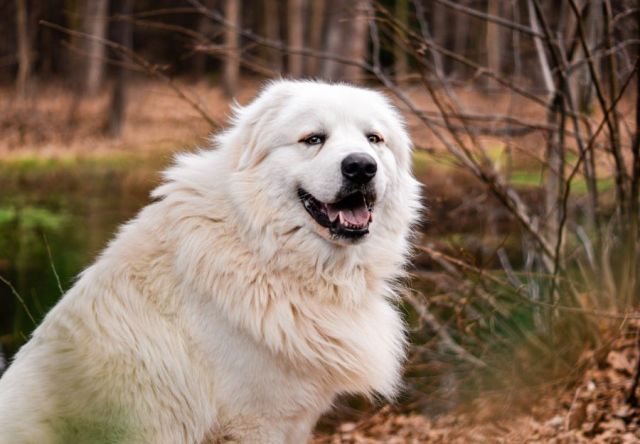Pyreneese Berghond