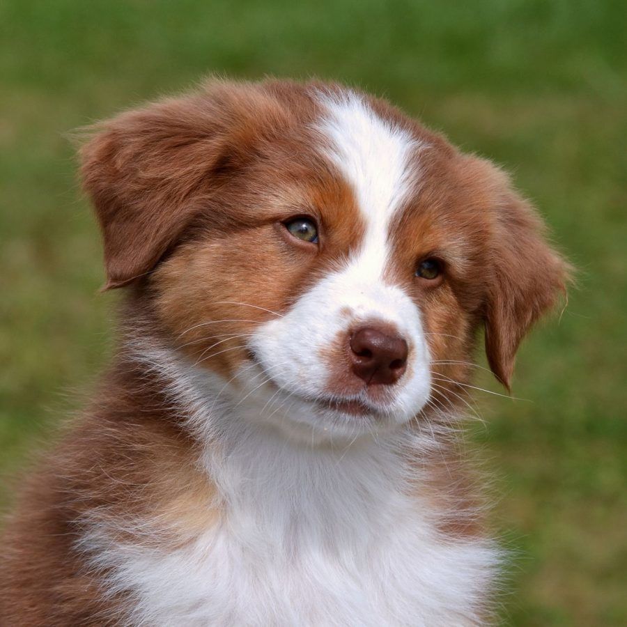 Australische Herder