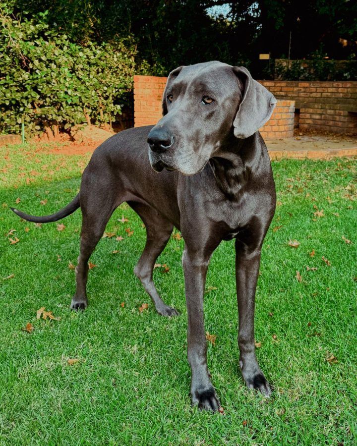 Duitse Dog