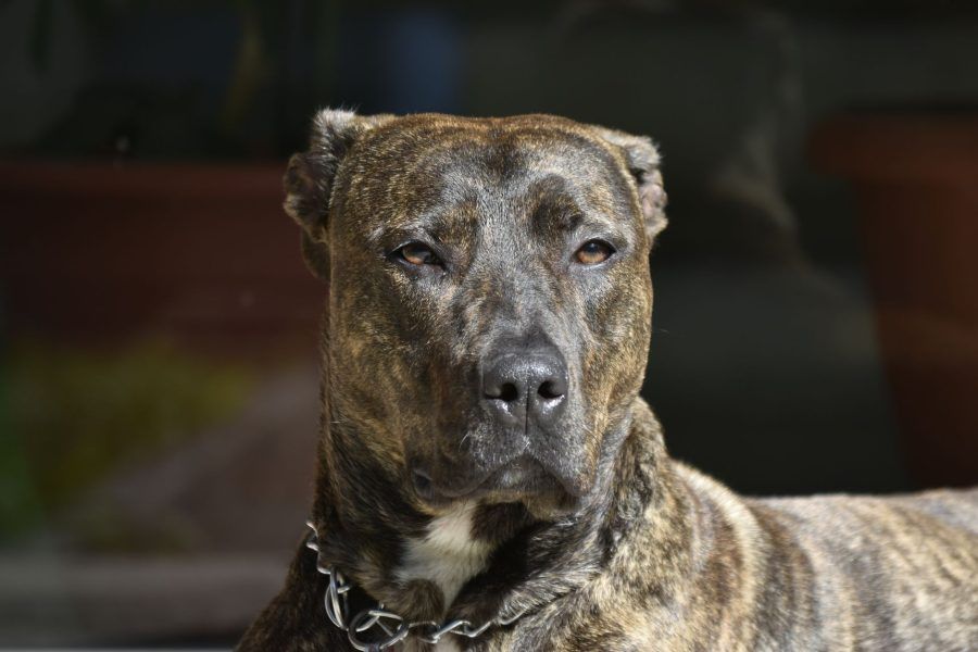 Presa Canario