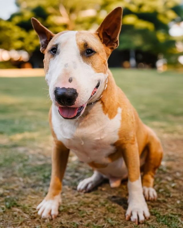 Bull Terriër
