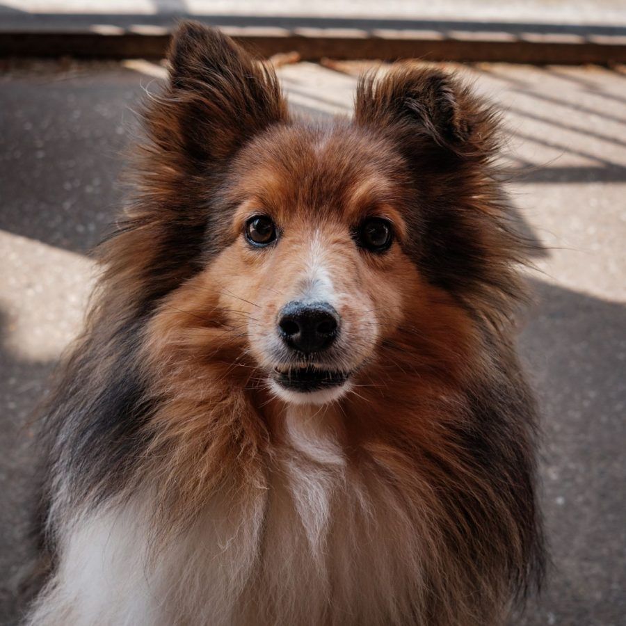 Shetland Sheepdog