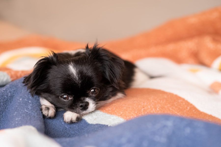 Japanse Spaniel