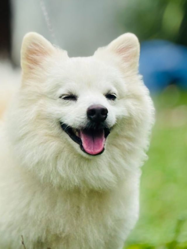Japanse Spitz