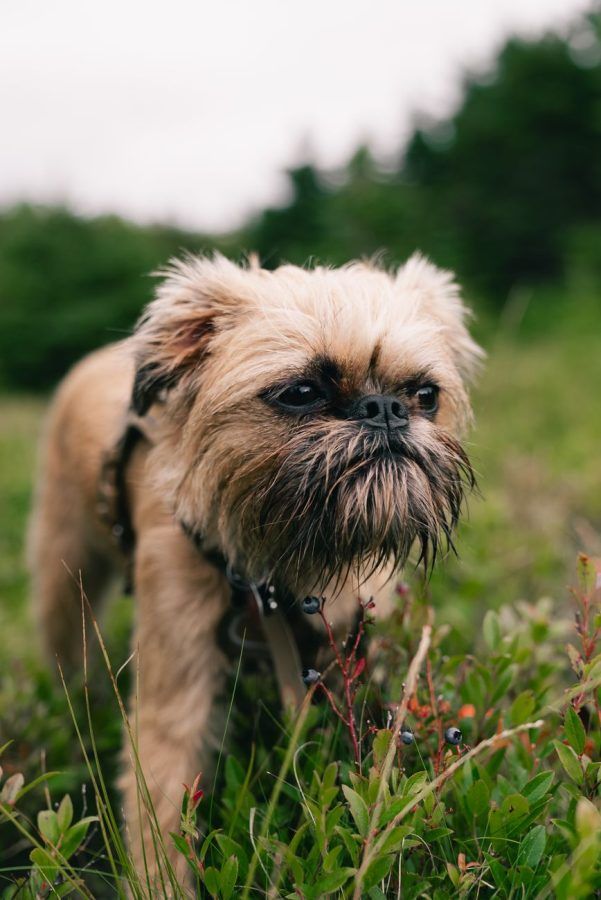 Brussels Griffon