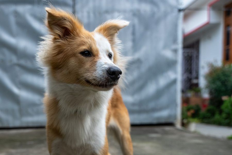 IJslandse Hond