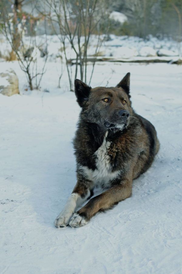 Groenlandse Hond