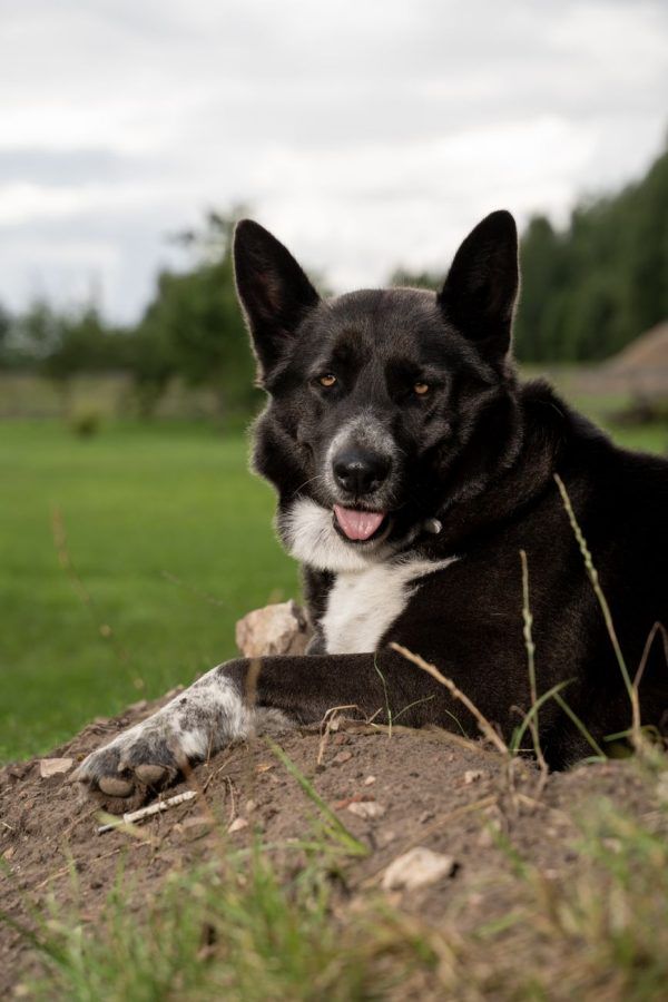 Karelische Berenhond