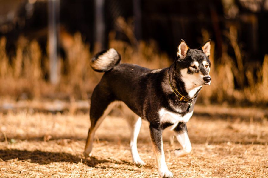 Shikoku