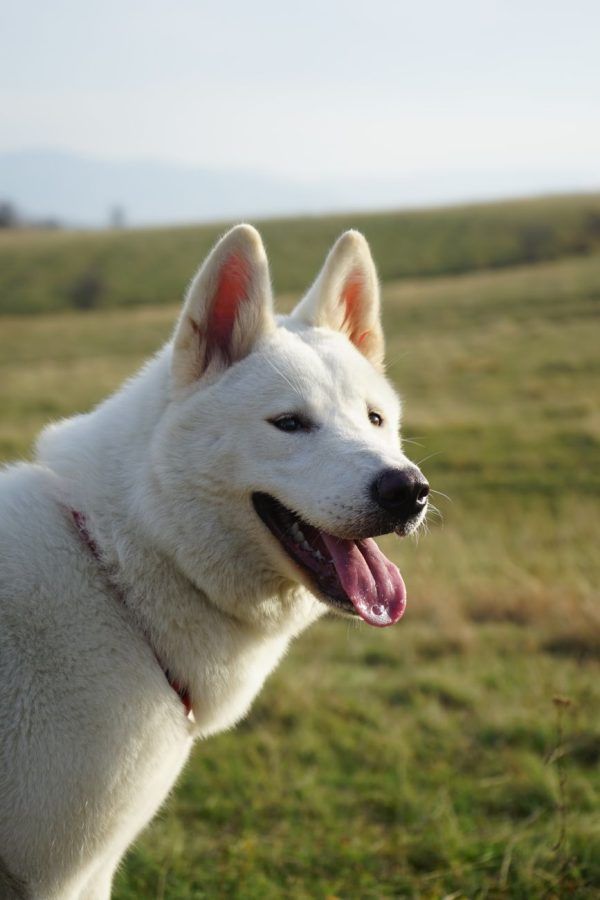 Kishu