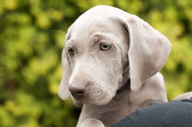 Weimaraner