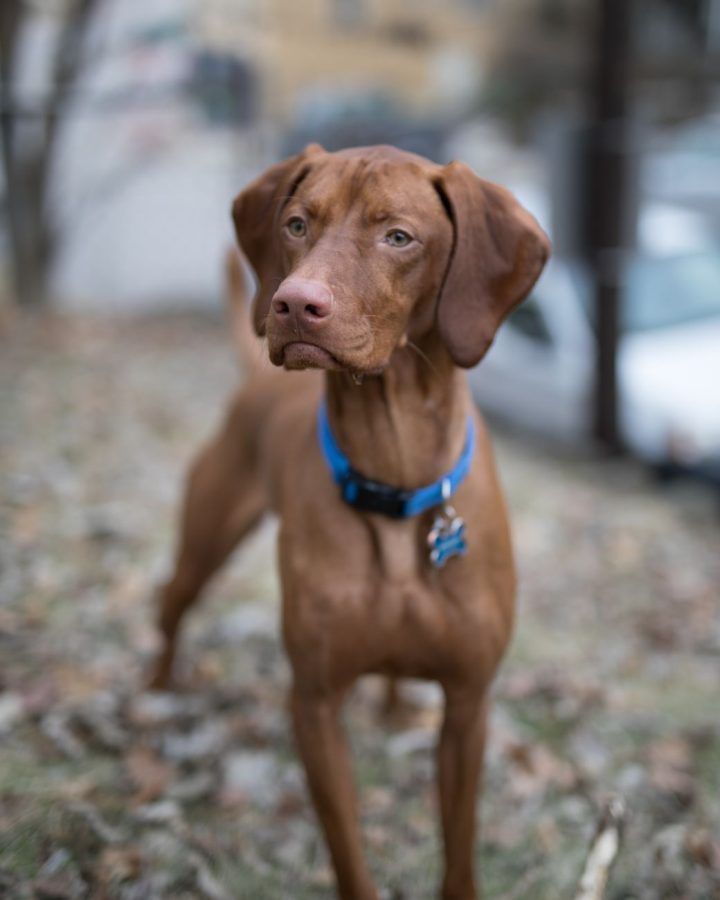 Vizsla (Hongaarse Staande Hond)