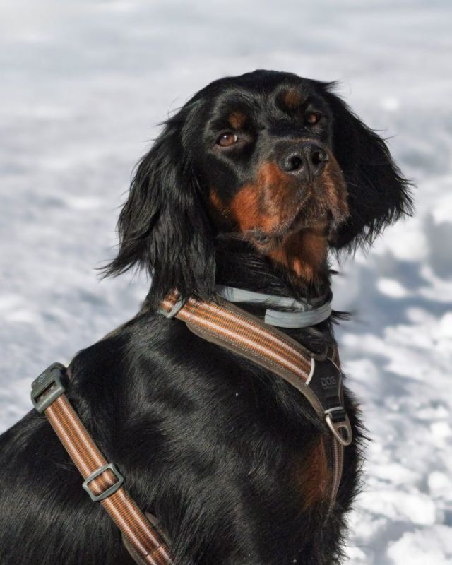Gordon Setter