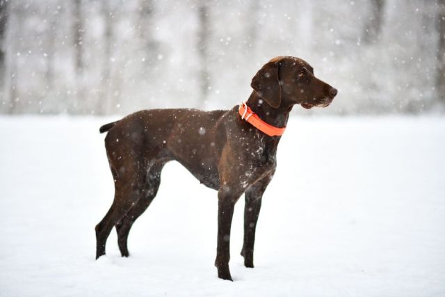 Duitse Staande Hond (Korthaar)