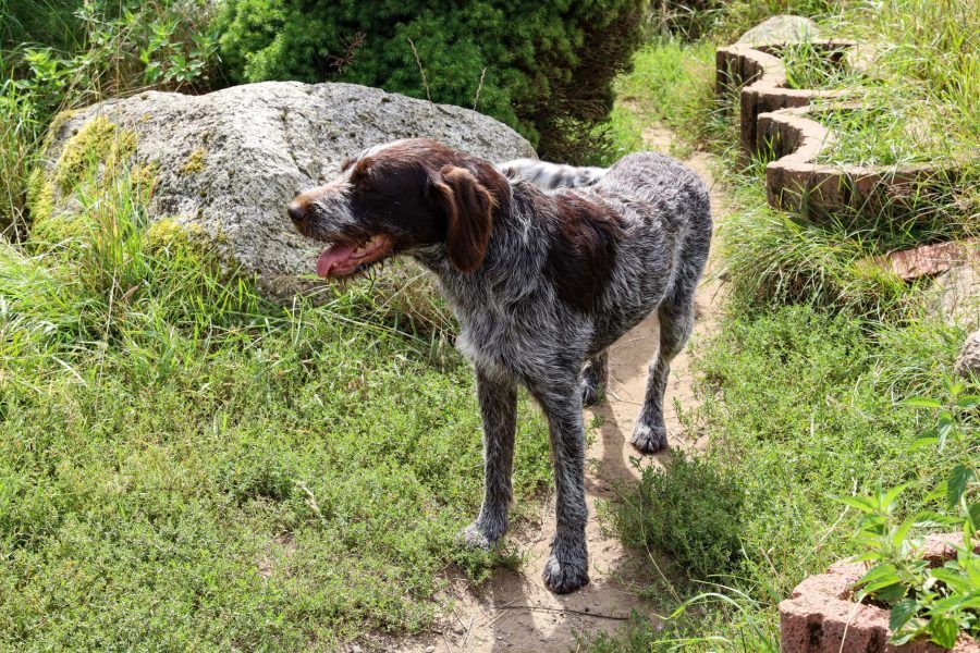 Duitse Staande Hond (Draadhaar)