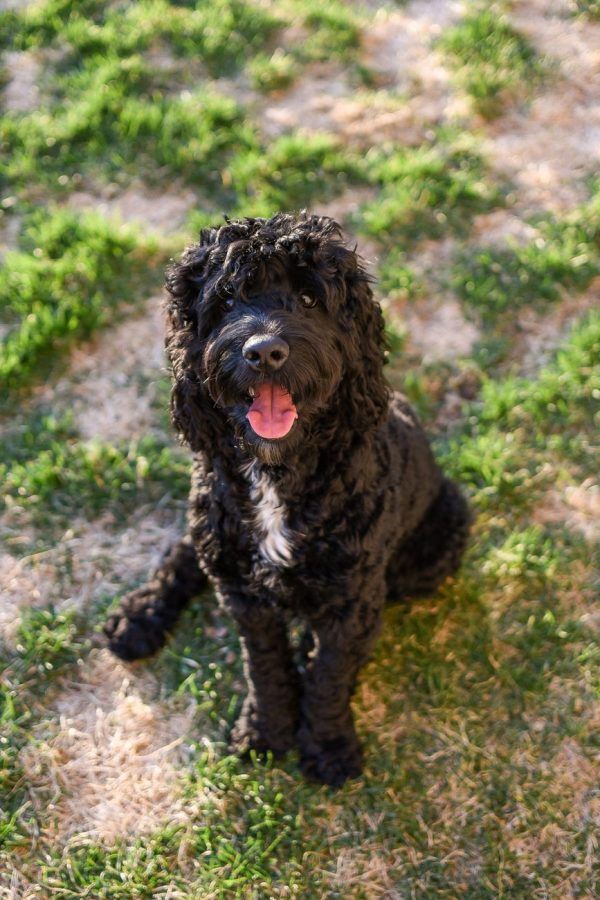 Cão de Água Português