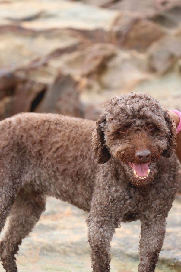 Lagotto Romagnolo