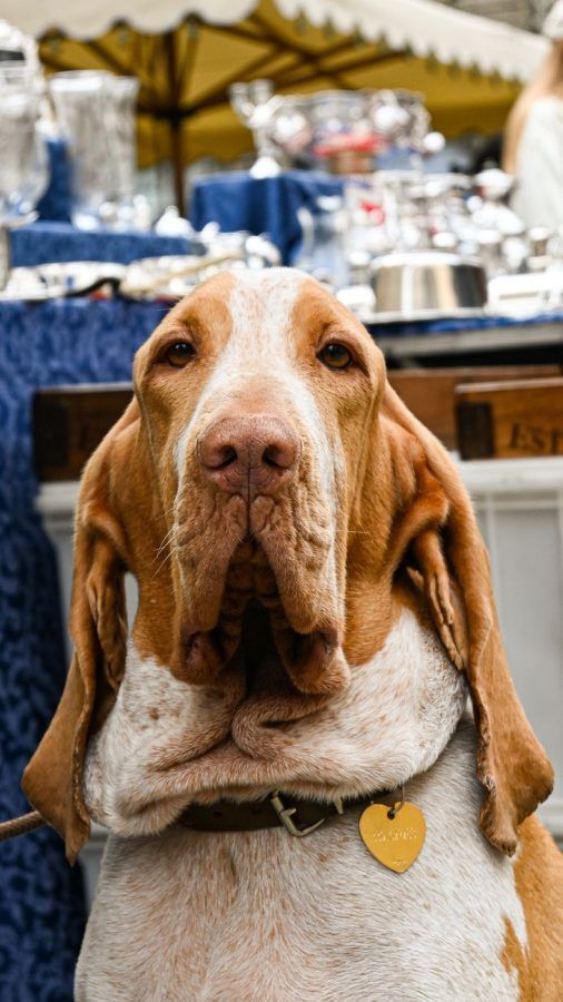 Bloedhond