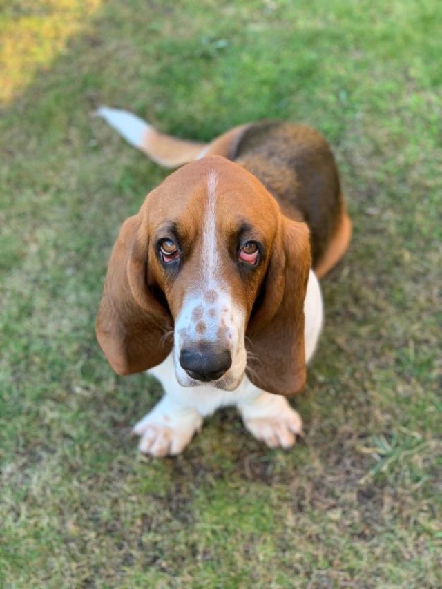 Basset Hound