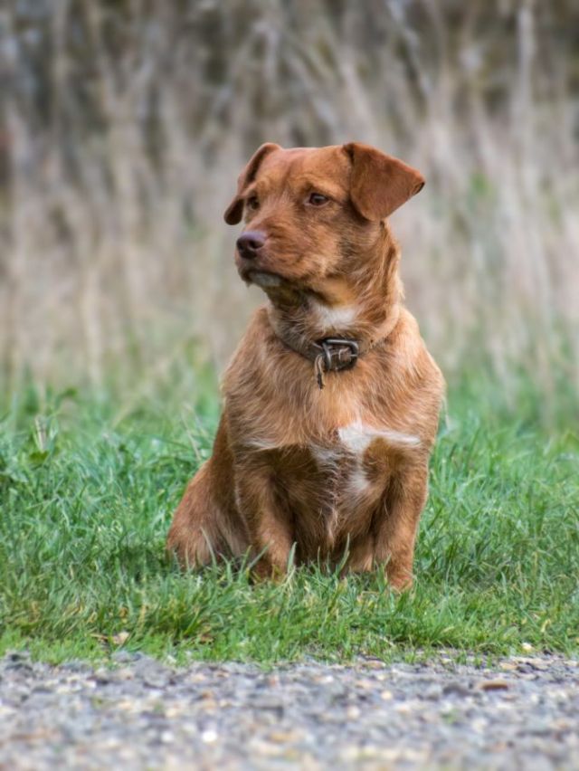 Basset Fauve de Bretagne