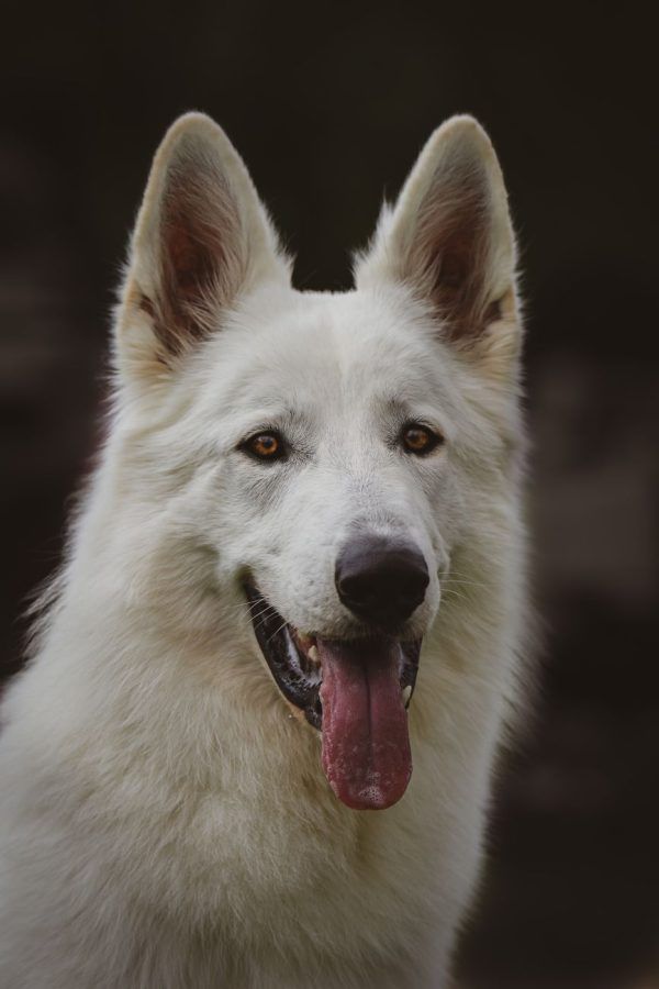 Witte Zwitserse Herder
