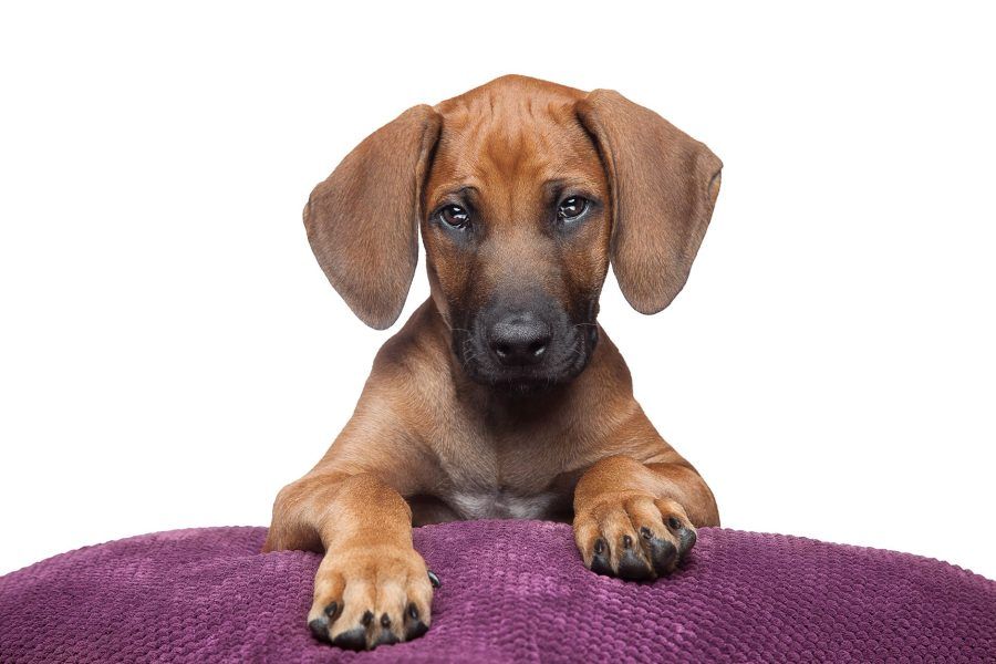 Rhodesian Ridgeback