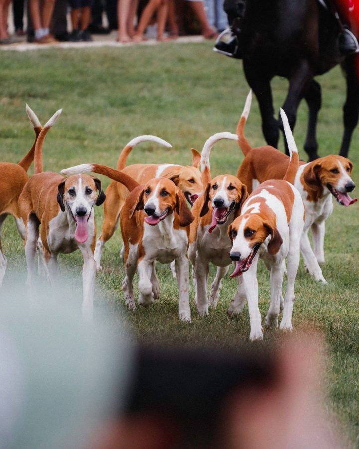 Engelse Foxhound