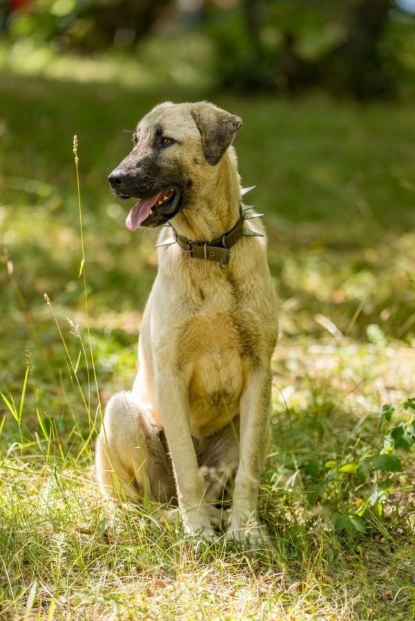 Anatolische Herder