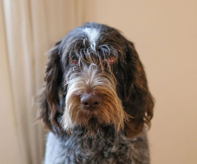 Spinone Italiano