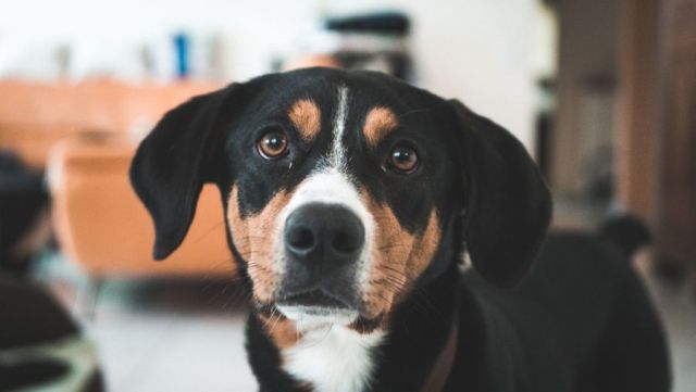 Entlebucher Sennenhond