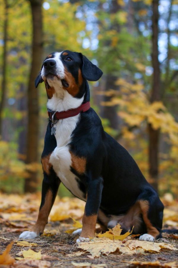 Grote Zwitserse Sennenhond