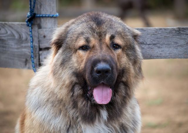 Kaukasische Herder
