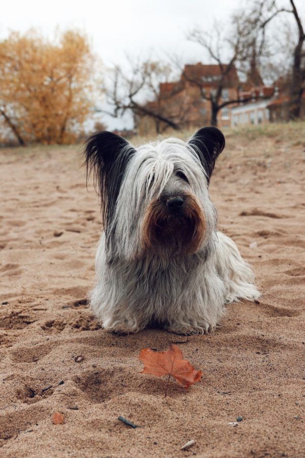 Skye Terriër