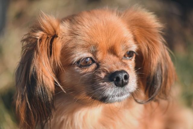 Tibetaans Spaniel