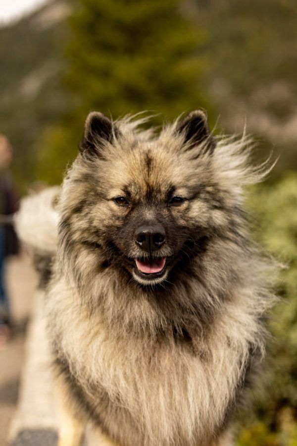 Keeshond
