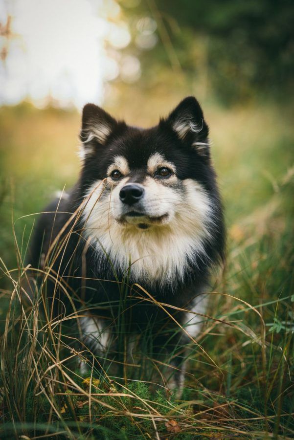Laplandse Herder