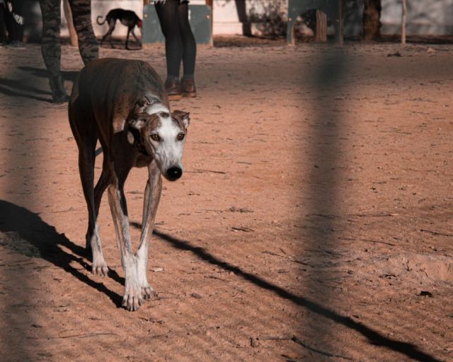 Spaans Galgo
