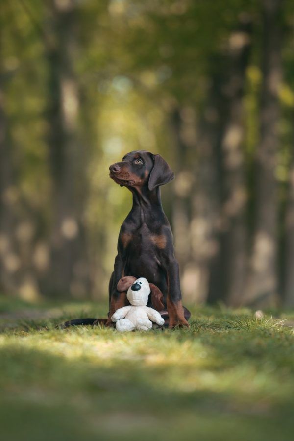Dobermann