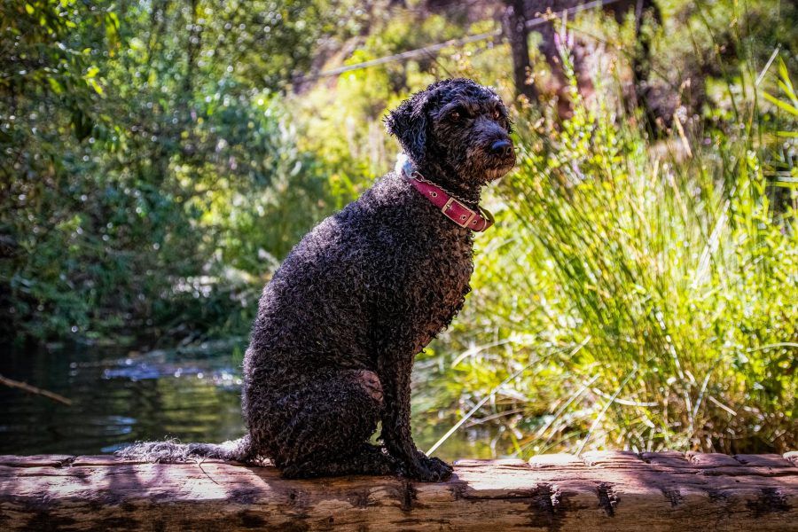 Spaanse Waterhond