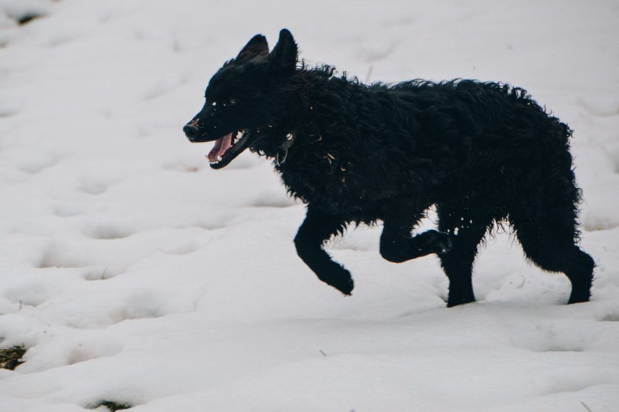 Wetterhoun