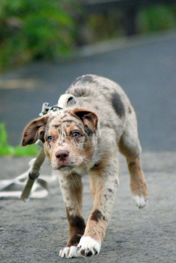 Catahoula Leopard Dog