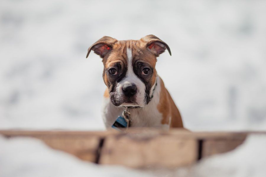 Boxer