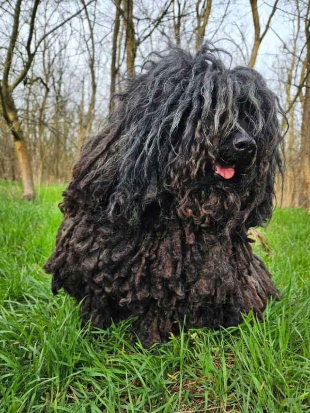 Puli