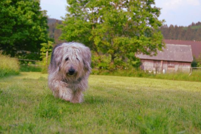 Catalan Sheepdog