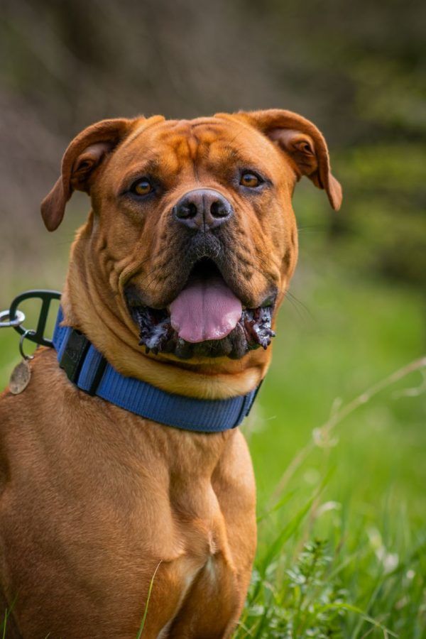 Dogue de Bordeaux