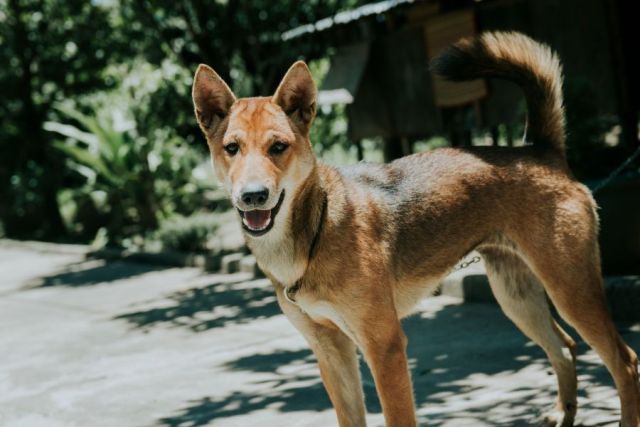 New Guinea Singing Dog