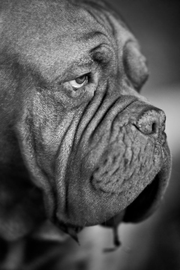 Napolitaanse Mastiff